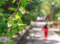 گزارش تصویری | همایش پیاده روی خانوادگی در پردیس معدن آموزشی 